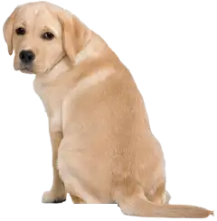 Aluminum Spa Covers are safe for your pets.